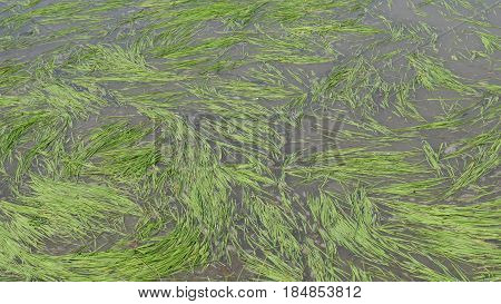 Rice stalks 
Rice stalks floating in the rice paddies