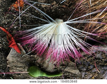 Fairy duster flower
Fallen fairy duster flower on the beachside
