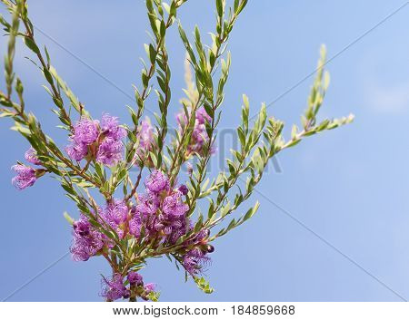 Australian wildflower Melaleuca thymifolia known as thyme honey-myrtle or pink lace honey myrtle against blue sky