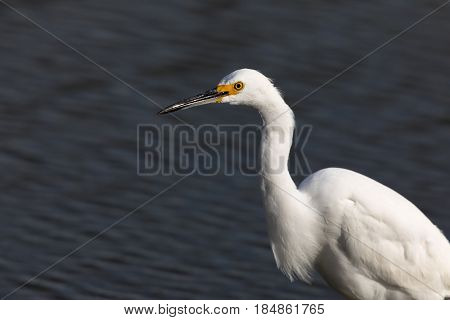 Snowy Egret (Egretta thula) foraging in the lake. Shoreline Lake, Mountain View, Santa Clara County, California, USA.