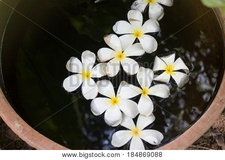 Plumeria Flowers In Garden Water Bowl stock photo