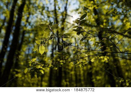 Fresh green leaves backlit with sun rays in the forest, spring see through greenary in garden backlight outdoors