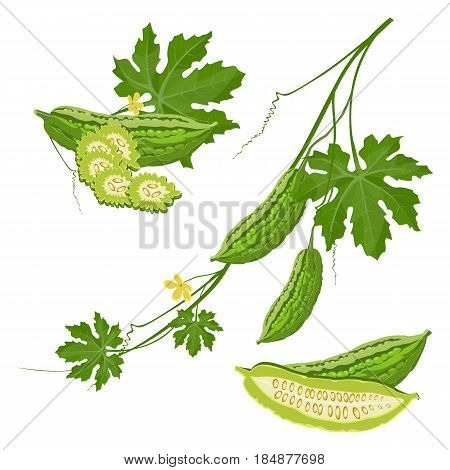 Bitter melon with green leaf and flower on brunch realistic vector illustration isolated on white, agriculture gardening concept