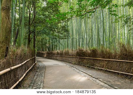 Bamboo forest