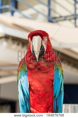 Macaw parrot with red and blue feathers