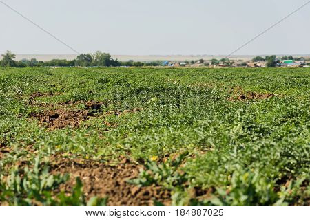 Watermelon on the plantation in the open air