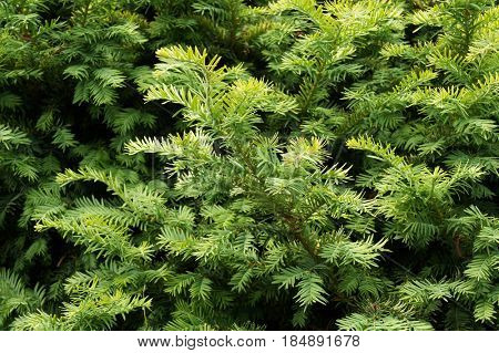 Yew tree. Growing branches with young green needles.