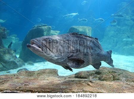 The Grouper in Istanbul Sea Life Aquarium (TurkuaZoo). Istanbul Turkey