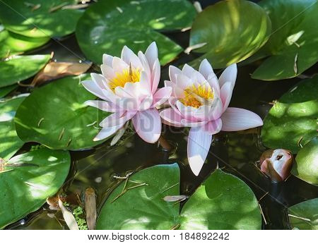 The Water Lilie Flowers In A Pond, Istanbul