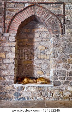 A stray dog sleeps in a blinded window of Hagia Irene Church Istanbul Turkey