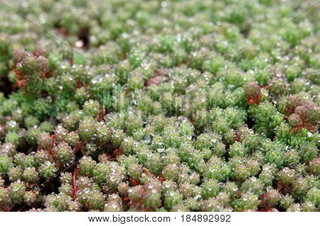 Nature background. Green moss with dew on it