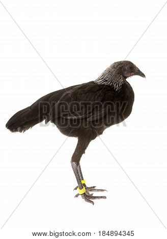 Modern Game fowl in front of white background