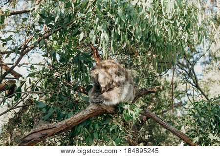 Australian koala sleeping while grabbing an eucalyptus tree branch.
