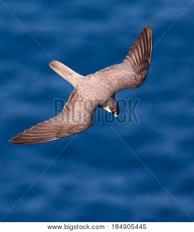 Elenoras falcon, Falco eleonorae over the sea