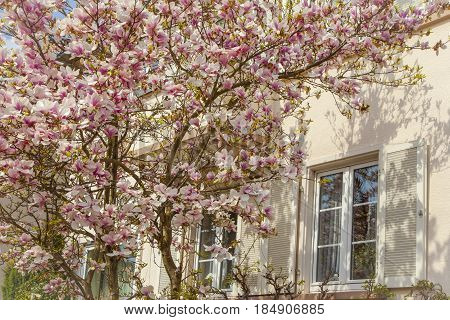 Beautiful Residential Architecture And Gardens In Spring On The Southern Wine Route Germany