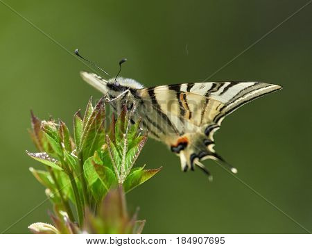 Scarce Swallowtail (Iphiclides podalirius) in natural habitat in spring