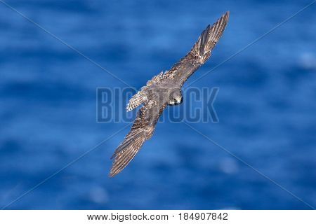 Female of Eleonoras falcon Falco eleonorae fly over sea