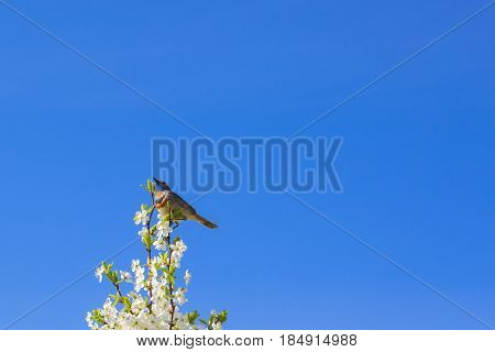 Singing Thrush Nightingale Luscinia Luscinia Against Sky