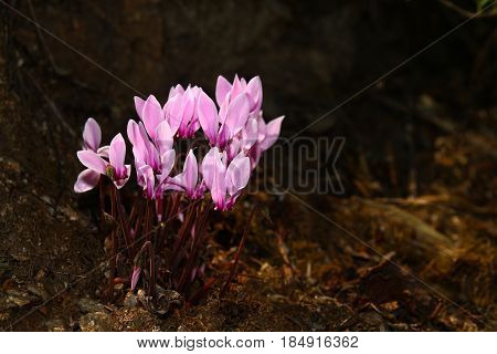 Cyclamen graecum greek cyclamen in the forest ground