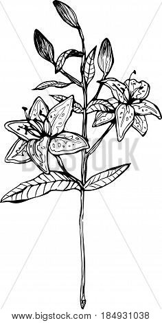 white lili branch with flowers and buttons vector clipart