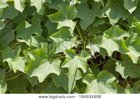 Barbados nut's green leaves (Jatropha curcas). Jatropha on tree. Fruit of the jatropha on tree with green leaves in the rainy season of thailand.