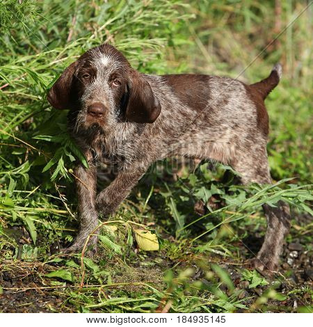 Puppy Of Italian Wire-haired Pointing Dog