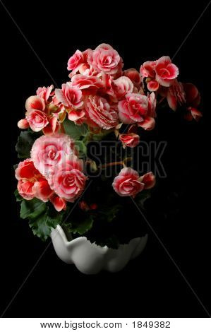 Begonia