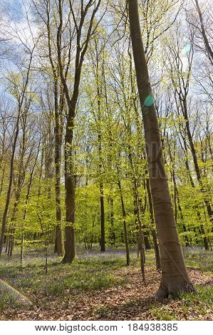Belgium Vlaanderen (Flanders) Halle. Bluebell flowers (Hyacinthoides non-scripta) carpet hardwood beech forest in early spring in the Hallerbos forest.