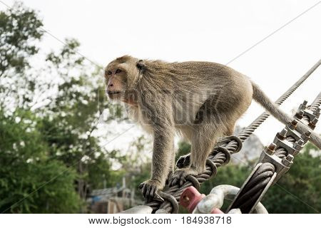 Close up monkey walking on cable sling