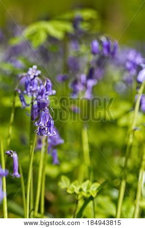Belgium Vlaanderen (Flanders) Halle. Macro photo of Bluebell flowers (Hyacinthoides non-scripta) carpet hardwood beech forest in early spring in the Hallerbos forest.