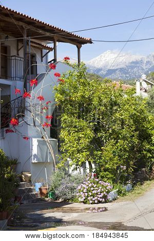 house with red flowers and blue sky on sunny spring day in Greek town of kardamili on peloponnese with snow covered mountain in the background