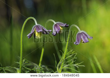 Flower of the pasque flower Pulsatilla montana.