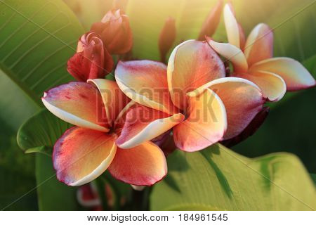 Plumeria flower Pink and red color in garden.