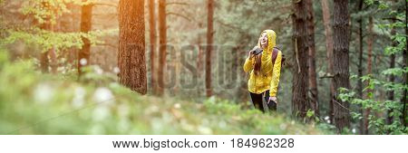 Landscape view on the pine forest with woman hiking in yellow raincoat. Cropped image for wide format