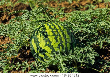 Watermelon on the plantation in the open air