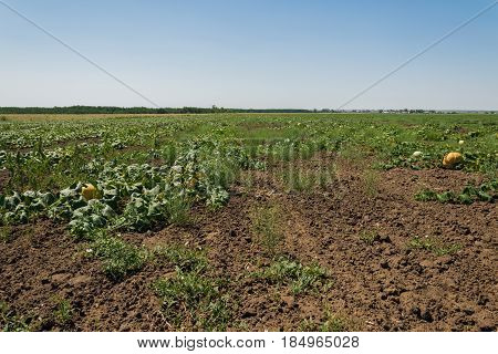 Growing a pumpkin in the open field