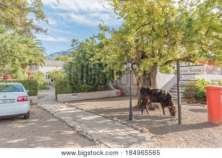 GREYTON SOUTH AFRICA - MARCH 27 2017: A cow grazing next to the main street of Greyton a small town in the Western Cape Province of South Africa