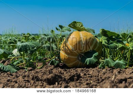 Cultivation of pumpkin on plantation in the open air