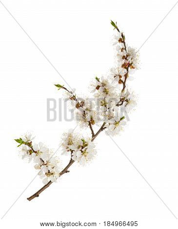 Apricot Flowers Isolated On White. Without Shadow