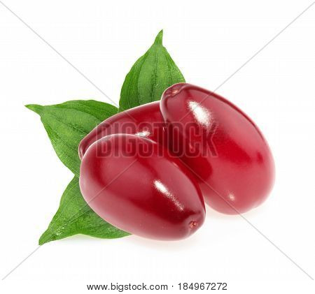 Red Berries Of Cornel Or Dogwood Isolated