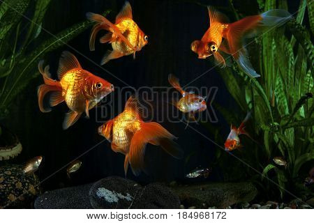 Goldfish aquarium a fish on the background of aquatic plants