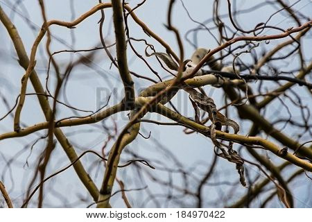 Interlacing branches of trees on a blurred sky background
