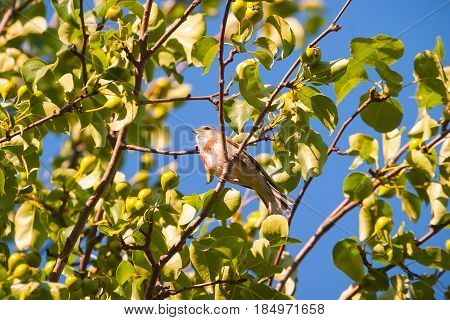 Summer. Sunny day. The warbler sits on a wild pear tree.