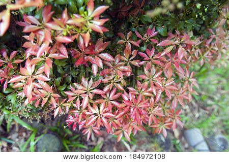 Red Glossy Foliage Leaves In Botanic Garden Background Texture
