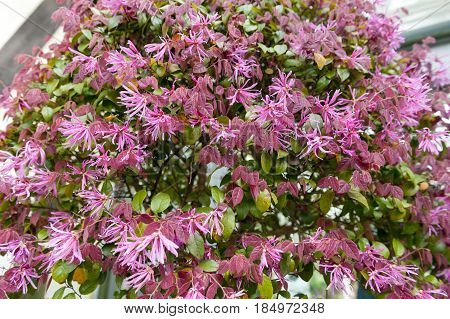 Red Leaves And Pink Flowers Of Loropetalum Chinese Fringe Shrub Plant During Blossom Season