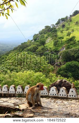Famous Adams peak picture taken from Cave tempel in Dambulla Sri Lanka. Sitting Toque macaque in front