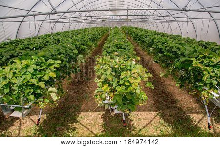 Inside View On Strawberry Plant On Greenhouse