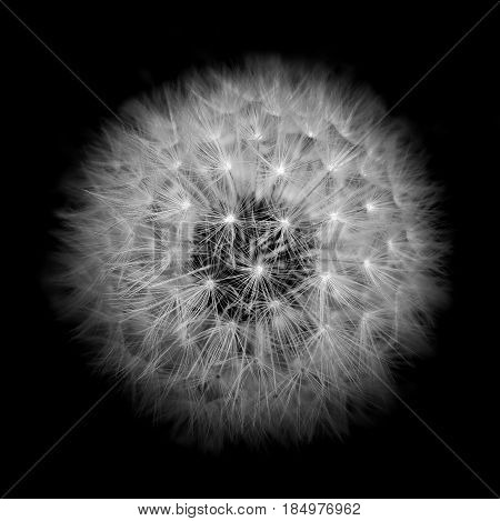 Photo of a dandelion on a black background.