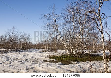 Birch Grove and blue sky in early spring