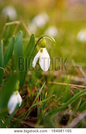 The first spring flower white snowdrop in the forest green grass around. Flower snowdrop close-up shot macro. Scientific name is Galanthus elwesii. Spring time concept